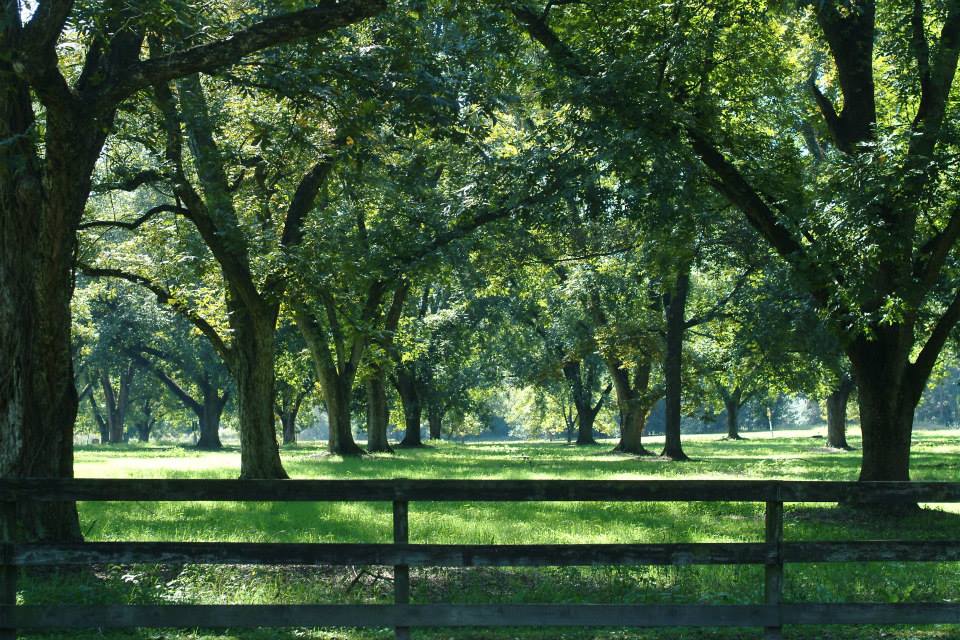 pecan tree grove