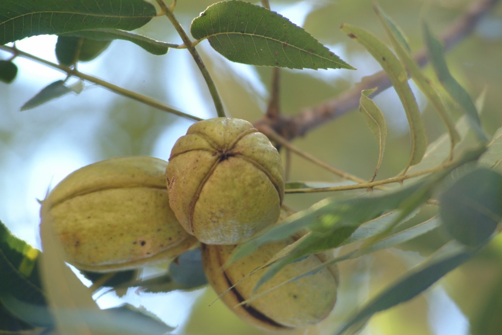 protective pecan shuck covering