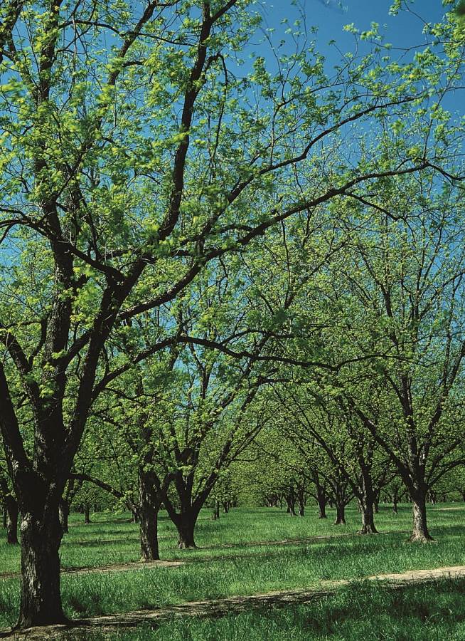 Pecan Trees 101: From the Tree to The Table - Sunnyland Farms