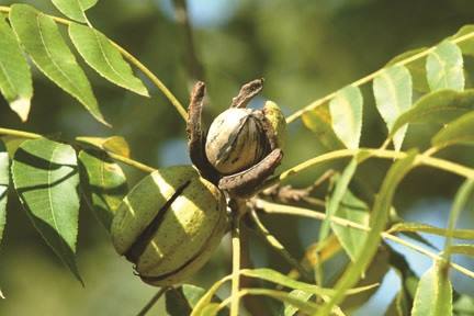 pecan shuck ready