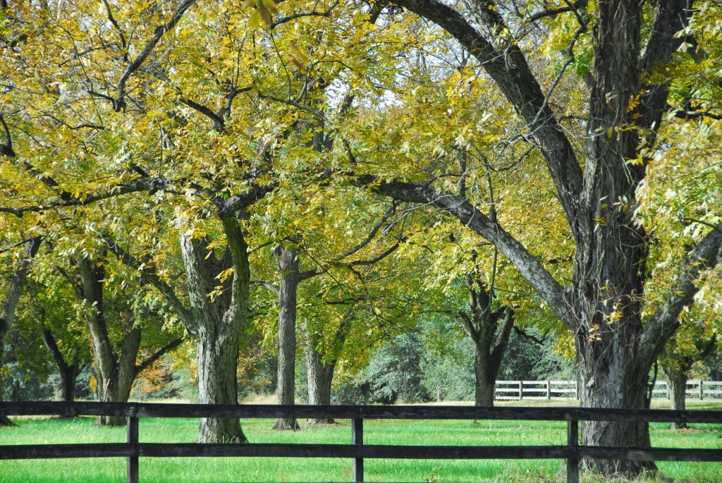 pecan trees in the fall