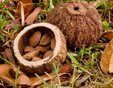 brazil nut fruit