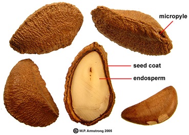 brazil nut seed coat