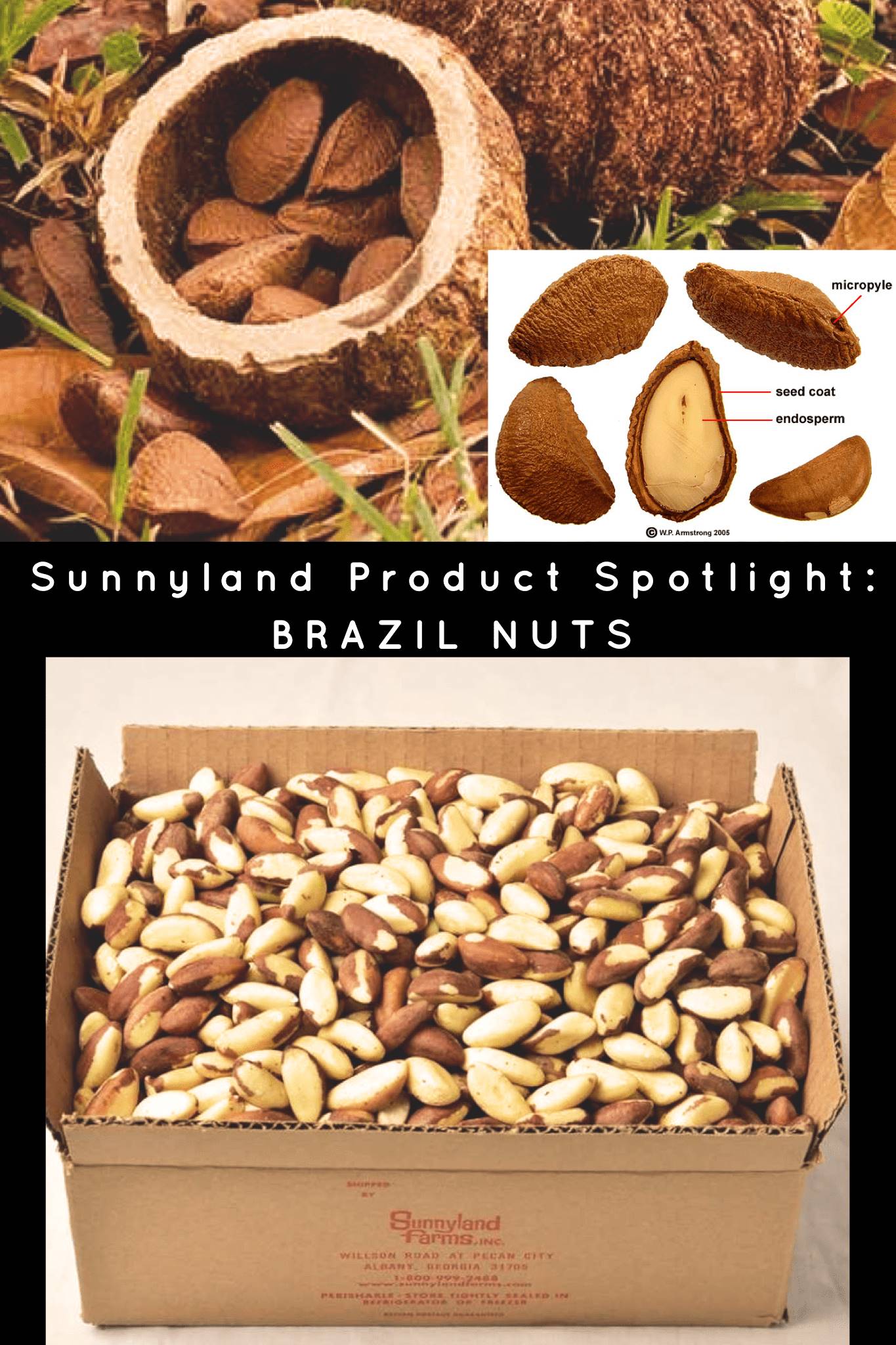 Brazil Nuts - Nutrition, FAQs, Interesting Facts - Sunnyland Farms