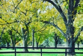 georgia pecan farm