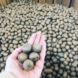 Pecan Harvest Season