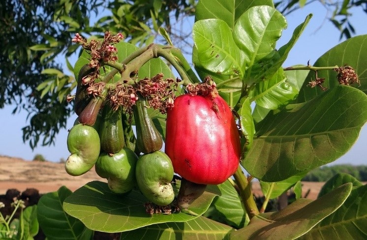 cashew price harvesting