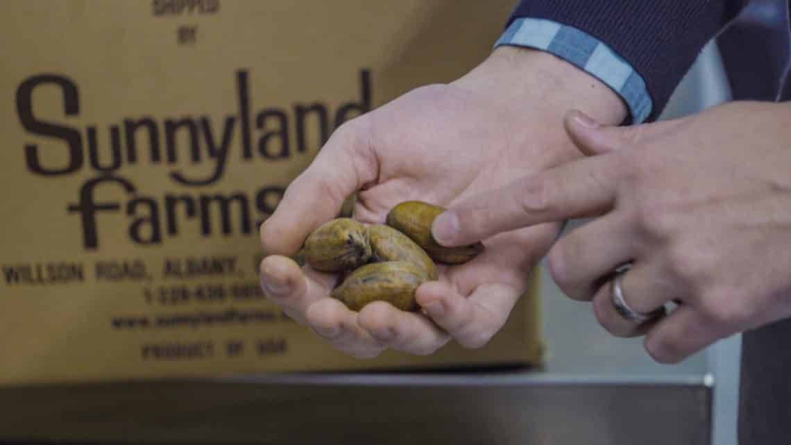 Pecans in hands with sunnyland farms in background