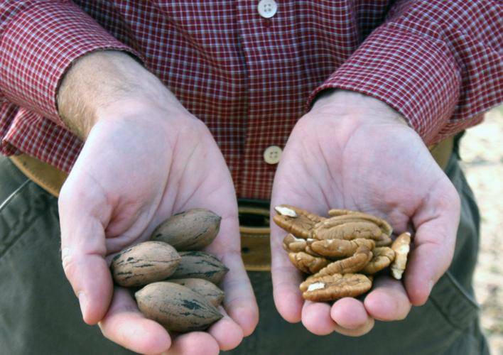 Pecans in Hands