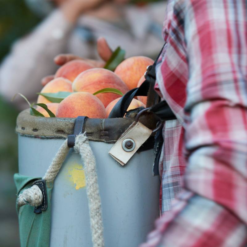 hand-picked peaches