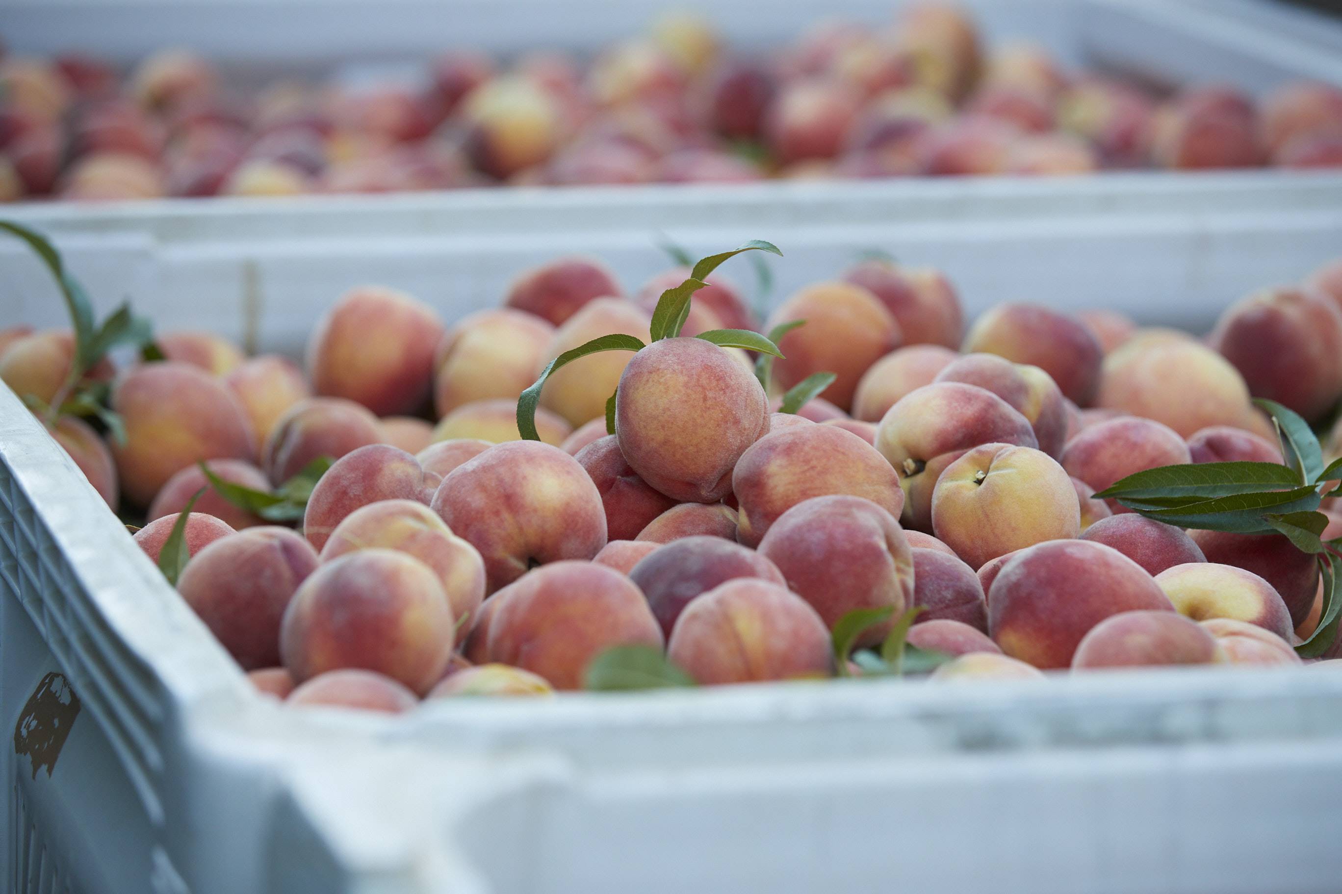 peaches ready for sale in bin
