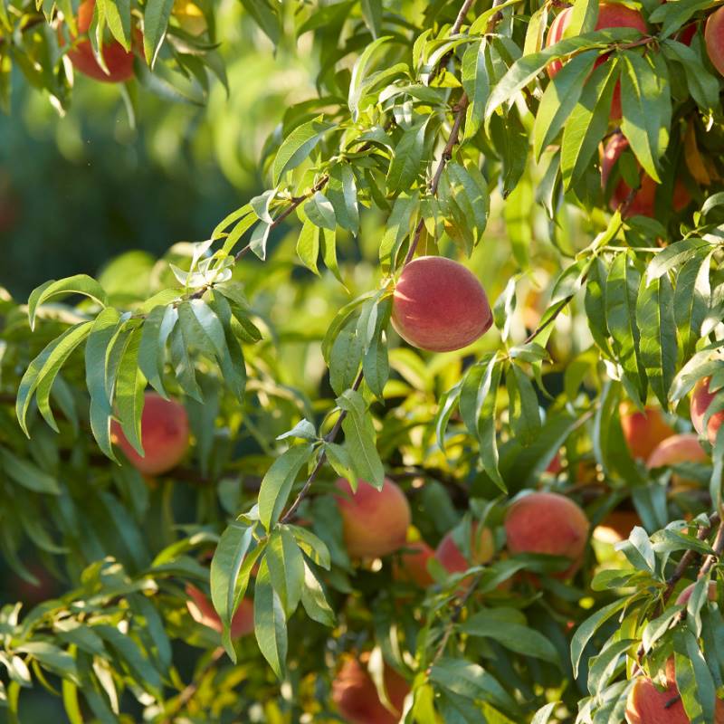 peaches on tree