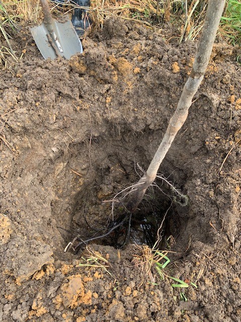 Pecan Tree being planted