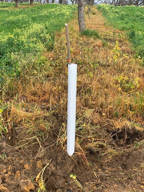 Young pecan tree freshly planted